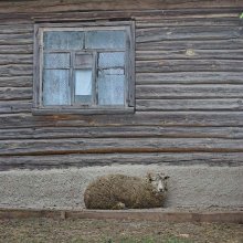 Овца / *** ***