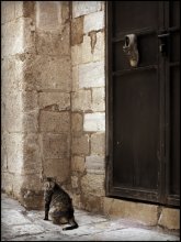 кошка и ботинок / Израиль. Старый Яффо