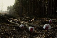 Из серии &quot;Деревья - тоже люди&quot; / Фотопроект на тему сохранения окружающей среды, прекращения нерацианальной вырубки лесов,
Nikon D300