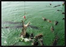 Особенности национальной рыбалки / Тайланд
