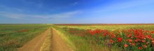 Июньское  крымское поле / Панорама из трех кадров.