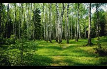 Лесными тропами. / В лесопарковой полосе в пяти минутах хотьбы от дома.