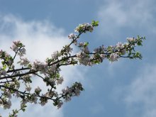 Сакура / Дыхание весны