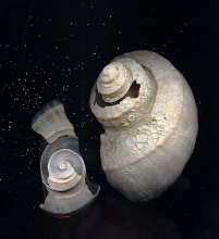 Space ships / Two shells scanned with sand on flatbed scanner.