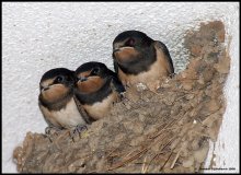 Young swallows / Mlade laste u gnezdu.