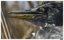 Портрет / .....