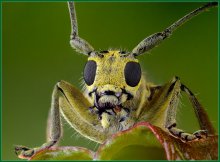 Портрет  жука-усача / Встретил привлекательного маленького жучка-заинтересовало необычное сочетание желтого цвета тела с черным цветом глаз