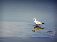 в зеркале мутной воды / Израиль. Речная чайка