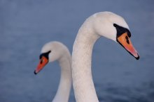 Нежные птицы / Лебеди Море