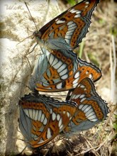 Бабочки на камнях / На берегу реки Оки