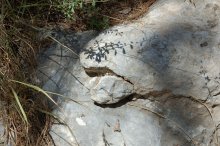 Каменный осел / Снято в лесу Бен Шемен, Израиль.