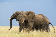 Африканские слоны / Национальный парк Серенгети