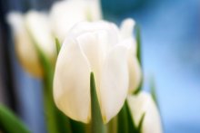 Весна / Первые весенние тюльпаны на подоконнике, а за окошком -снег