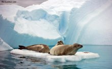 На пляже / Антарктическое лето, тюлени-крабоеды на отдыхе...