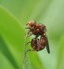 Зубчик.. / самочка большеголовки ржавой: Sicus ferrugineus (Linnaeus, 1761)