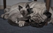 мои любимые мальчики / модели : тайский котенок Дарси и мопс Остин =)
