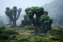 Волшебный лес / Туман, Килиманджарики