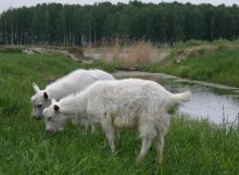 На лугу пасутся козы / В тот день я увидела такую вот картину. Познакомившись с бабушкой, хозяйкой коз, сфотографировала её и её питомцев  -  козочек, козликов и двух собачек.