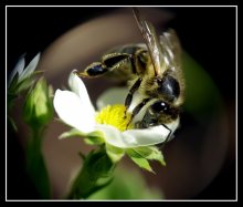 Пчелка / Снимок сделан штатным обьективом и &quot;перевертышем&quot; HELIOS-44M