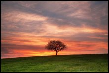 Lonely tree / Sunset