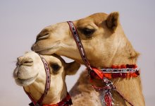 Нежность / На фестивале верблюдов, в Объединенных Арабских Эмиратах