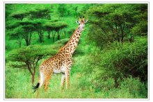 Очень длинношеее / масайский жираф в Серенгети