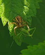 Охотник и добыча / Охотник - паук-бокоход семейство Thomisidae 
Добыча - кузнечик певчий