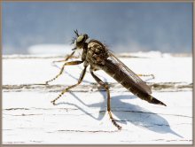 Ужас, летящий на перепончатых крыльях... / Хищная муха ктырь - Турук макто в мире насекомых...