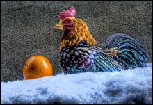 петух и апельсины на снегу / сфотал во внутреннем дворике