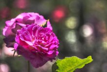 Розы / Бруклинский ботанический сад