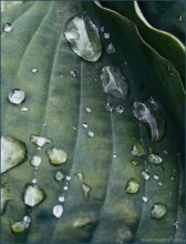 drops.drops / [2008г]