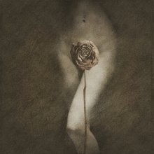 Rose II / просто цветок