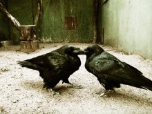 Ravens / Zoo in SPB