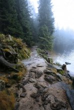 Тропа / Mummelsee. Schwarzwald (Germany)
Озеро расположенное на высоте 1.036 метров. Название порисходит от старинного немецкого слова &quot;die Mumme&quot; - нимфа. Озеро с древности окутано мистическим ореолом и до сих пор поговаривают, что оно наполнено нимфами и русалками.