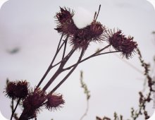 winter.2 / [2009г]