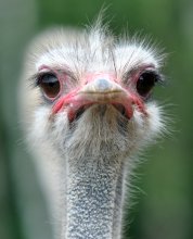 Глаза в глаза / Портрет страуса, молодого и очень любопытного.