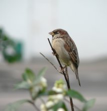 Одинокий птиц.. / ***