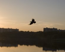 Птица над городом... / Я гордая птица, я небо разбила 
И знаю, что нет мне друзей среди стаи 
Прорвавшись на волю, кричу: «Не любила» 
Над городом тихим и черным летаю 
 Я знаю – свобода не будет бесплатно 
Осколки реклам поломают мне перья 
Что дорого было – уйдет безвозвратно 
Луна… Фонари… Город ночи… Теперь я…