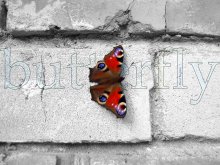 butterfly / был на даче, собирал урожай с яблони.
последние солнечные деньки. На стене домика грелась бабочка...