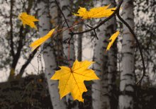 Жёлтые письма осени... / Догорает осень на откосе.
Ветер клёну растрепал главу
И как письма по тропам
разносит
Жёлтую и красную листву.
