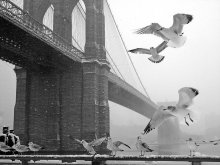 Бруклинский мост во время снегопада-3 / ***