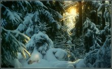 Солнце в зимнем лесу / ***