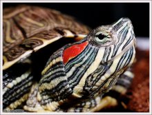 Красноухая черепаха / Красноухая черепаха (Trachemys scripta scripta)
http://www.embl-heidelberg.de/~uetz/LivingReptiles.html