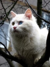 из жизни разноглазых... / ***