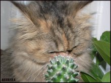 Кошка и кактус!! / "Как вкусно он пахнет..ммммм!"