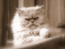 Кто в доме хозяин... / Просто кот в окне.
