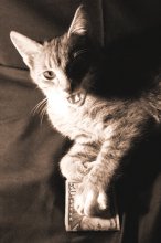  / без гонорара даже кот сниматься не захочет.
это зверь снимался охотно. даже без такового.