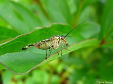 Скорпионница обыкновенная / Panorpa communis
