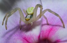 Сколько ног - столько глаз. / Сколько ног - столько глаз.
Паучок, который живет на одном из цветков соцветия флокса. 
Размер порядка 5-ти мм.