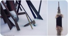 frozen reed / [2009г]